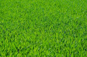 How to actually manage forage grazing and feed in drought