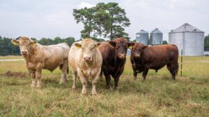 How to actually prepare bulls for a productive off-season