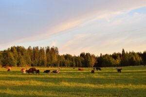 Why cattle minerals matter: a simple guide for beginners