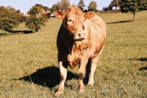 How to actually prevent grass tetany in winter