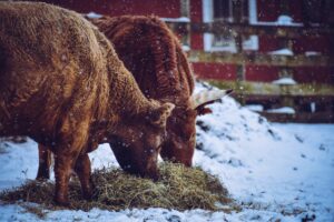 Surviving  hay storages: Ways for a successful winter