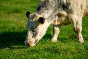 Announcing why your cows need roughages for optimal performance