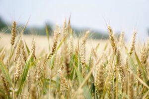 How to actually maximize grazing with wheat pastures