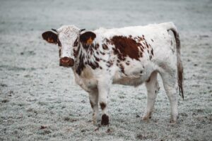 How to actually balance budget and nutrition this winter