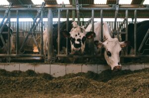 How to spot poor-quality feed and protect your cattle
