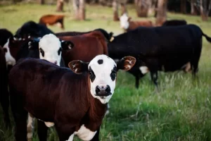 6 steps to strengthen your ranch for the new year