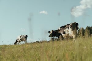 How to maximize your pasture with the right supplements