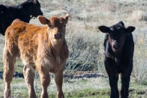 The truth about calf scours: causes and prevention