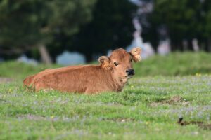 How to avoid calving disasters with these fantastic tips