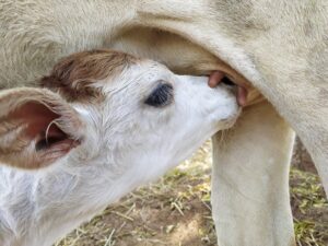 Colostrum 101: Give your calf the best start