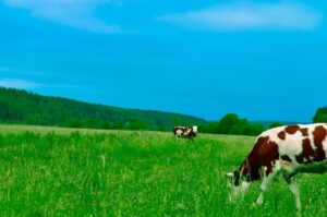 Really prevent grass tetany with these unbelievably simple tips