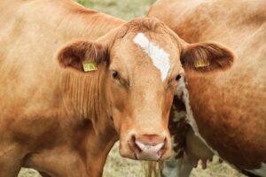 How to make the smart call on replacement heifers