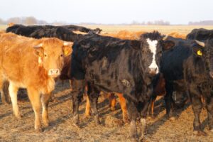 Actually unlock the benefits of salt in Livestock diets