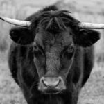 How to make your bull ready for breeding season