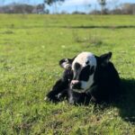 The mistakes of calf dehydration: don't wait, act now!