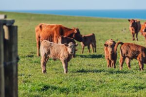 Practical creep feeding 101: what you need to know