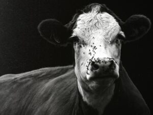 How to actually master fly control on your ranch
