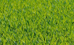 Maximize your pasture: start preparing for spring now
