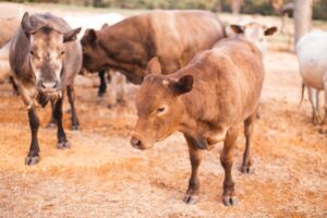 The truth about roughages and cattle production