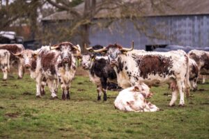 Bovine Leukemia Virus: the surging threat costing you money