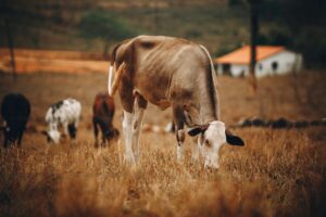 Actually save money with cattle feed without sacrificing growth