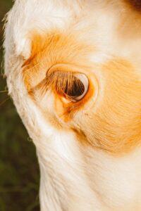 How to actually protect your herd from cattle pinkeye