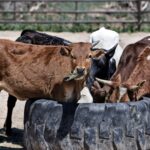 How to actually maximize nutrition with strategic feed supplements