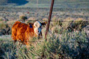 Strong fence, happy livestock: what you need to know