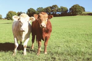 Overcome fertilizer prices: here's how to really stay profitable