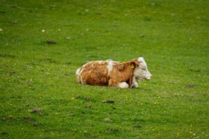 How to actually get ready for breeding season success