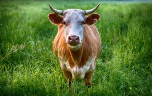 How to really beat summertime sickness in your herd