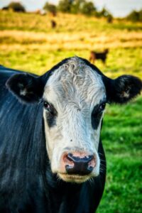 How to actually track forage intake like a pro