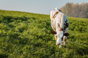Cedar control made surprisingly simple for your land