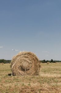 Hay quality matters: get more nutrition for your dollar