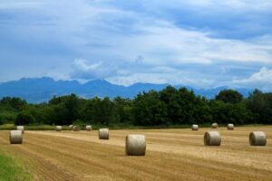 When to cut hay for the best feed quality