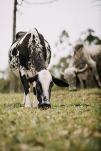 How to actually cut feed costs without cutting corners