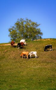 How to protect your herd when the heat soars