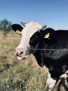 Surprisingly simple rotational grazing strategies that actually works