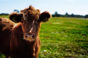 How to actually drought-proof your pasture with these forages
