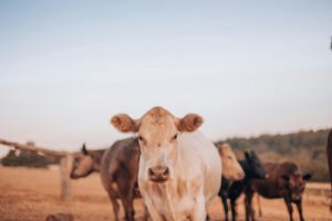 Why summer mineral are actually helpful for your cattle