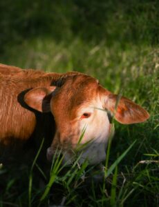 Actually beat the parasites: Simple deworming for your herd