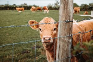 Weaning calves? Here's how to surprisingly do it right