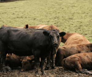 Chelated Minerals Myths Explained: Stronger Cows, Better Gains